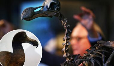 The Dodo wasn't such a bird brain after all: study says