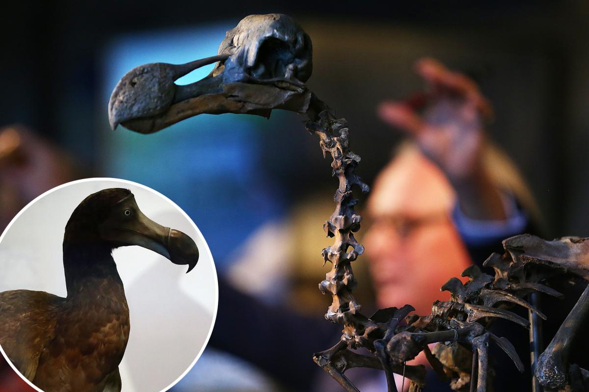 The Dodo wasn't such a bird brain after all: study says
