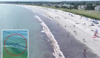 Nearly a dozen great white sharks spotted off popular Maine beach over 48 hours
