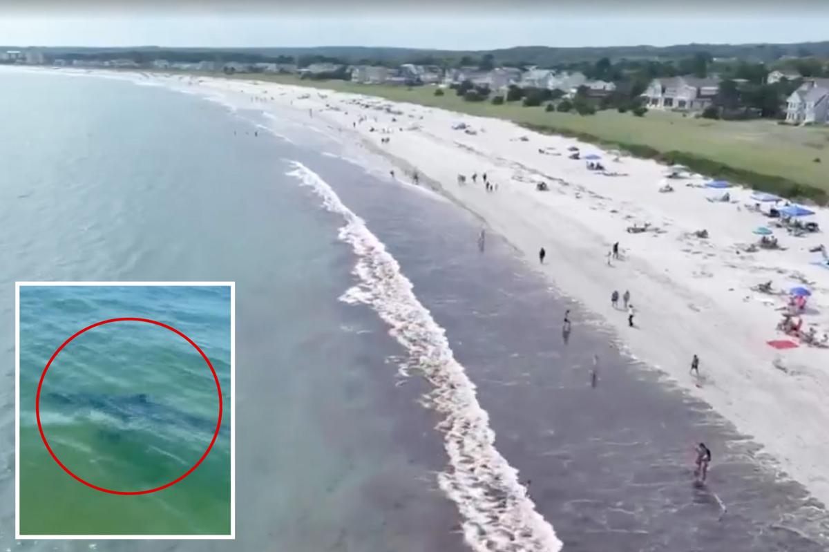 Nearly a dozen great white sharks spotted off popular Maine beach over 48 hours
