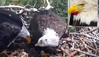 Big Bear bald eagle Shadow seen with new partner after Jackie's death