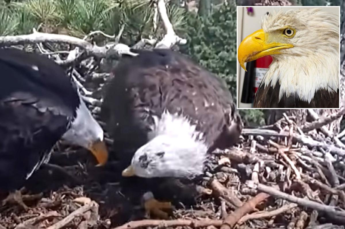Big Bear bald eagle Shadow seen with new partner after Jackie's death