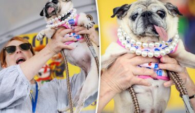 World’s Ugliest Dog crowned as meat-market rescue pug Jinny Lu wins $5,000
