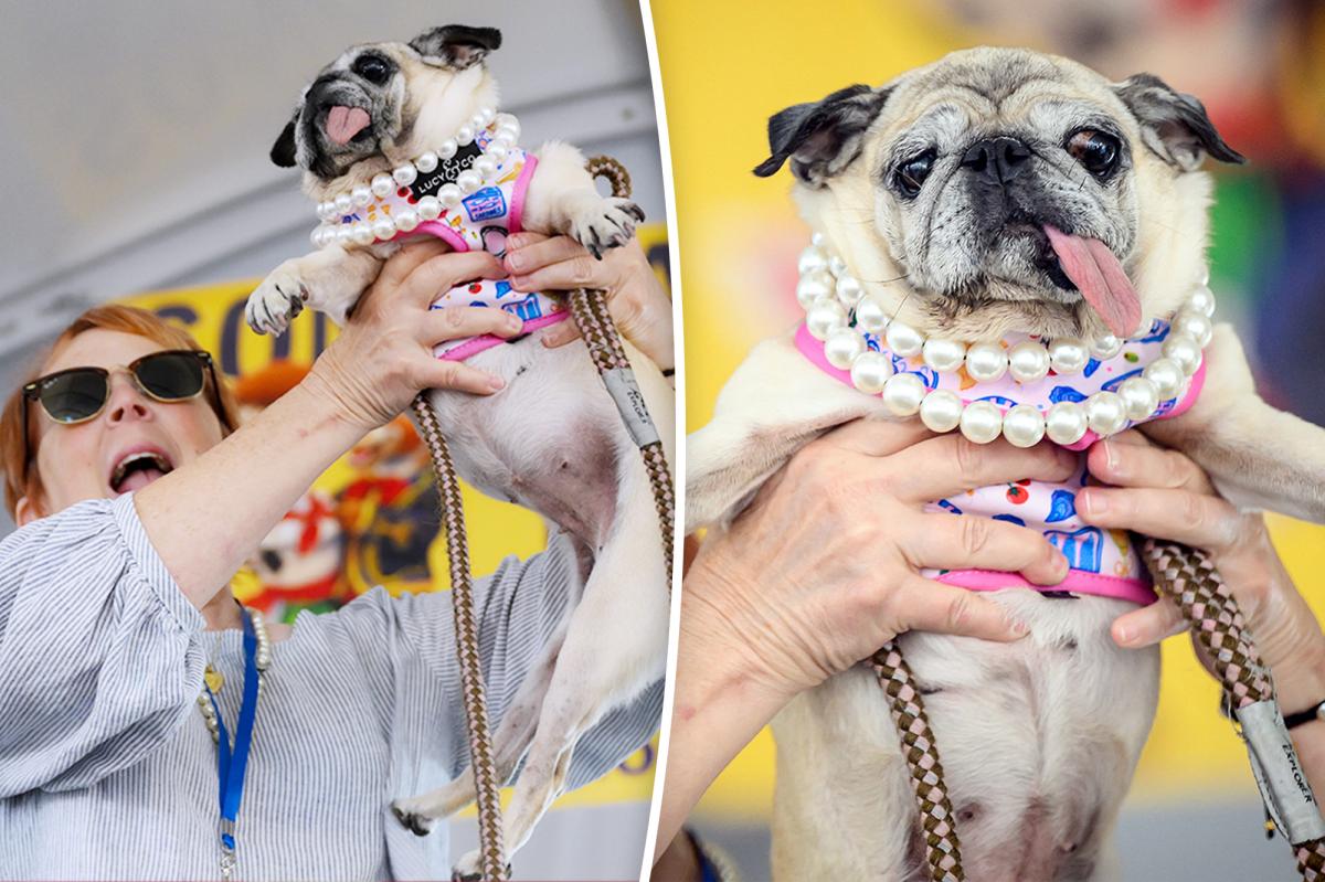 World’s Ugliest Dog crowned as meat-market rescue pug Jinny Lu wins $5,000