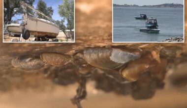 Boat covered in invasive mussel species stopped before entering California lake