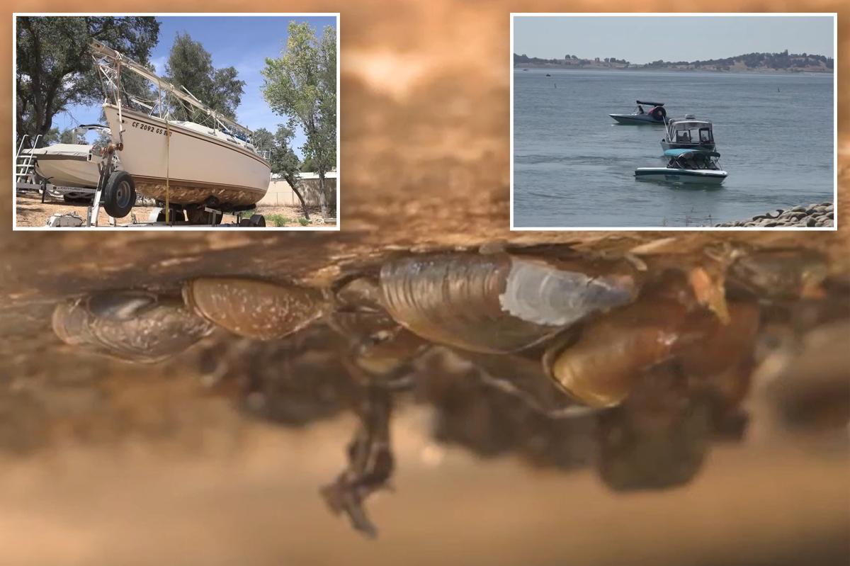 Boat covered in invasive mussel species stopped before entering California lake