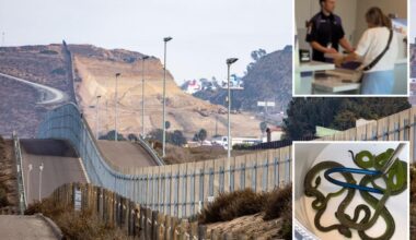 US-Mexico border agents uncover scheme to smuggle dozens of reptiles
