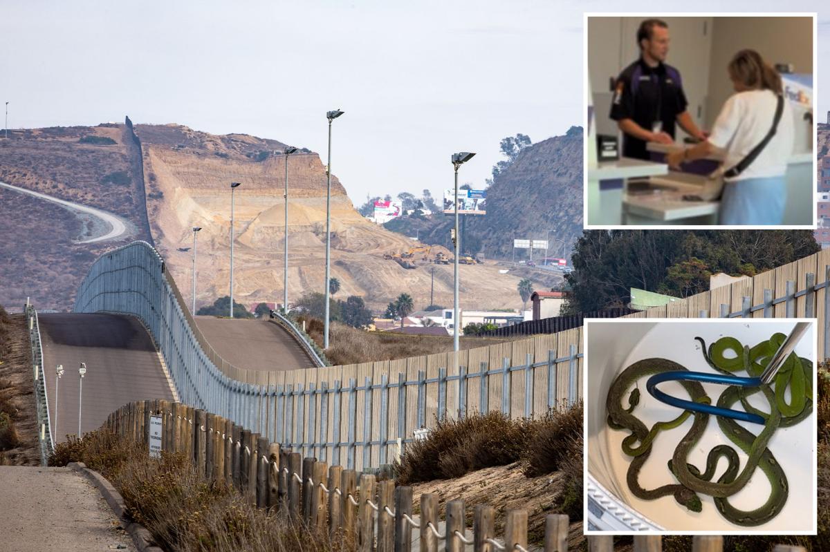 US-Mexico border agents uncover scheme to smuggle dozens of reptiles