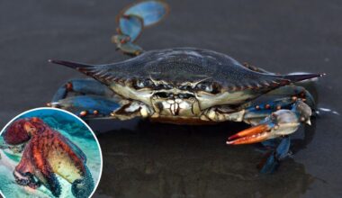 Italy unleashes 130,000 octopuses against crab invasion
