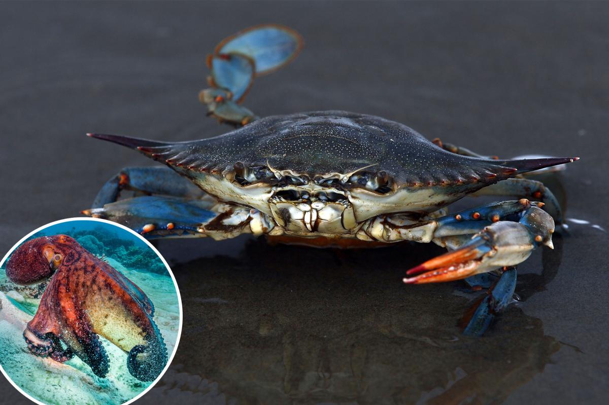 Italy unleashes 130,000 octopuses against crab invasion