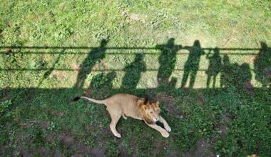 Zoo Loses 3 of Its Lions in a 5-Day Span