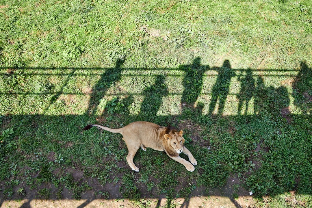 Zoo Loses 3 of Its Lions in a 5-Day Span