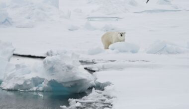 Man Fined for Waking Up Polar Bear With Foghorn