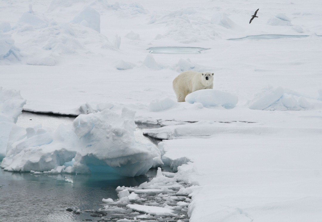 Man Fined for Waking Up Polar Bear With Foghorn