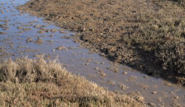 He Got Stuck in Mud —as the Tide Rolled In