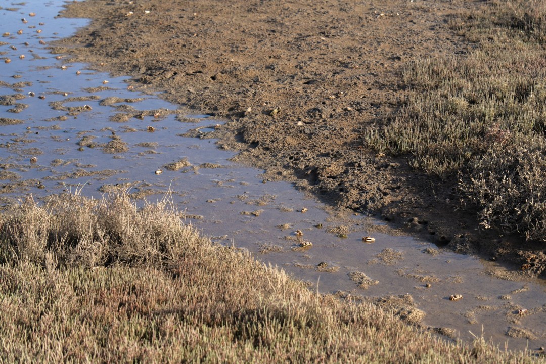 He Got Stuck in Mud —as the Tide Rolled In