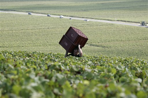 In Champagne, They're Harvesting Earlier Than Ever