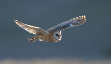 Crew Saves Worn-Out Barn Owl 70 Miles Off English Coast