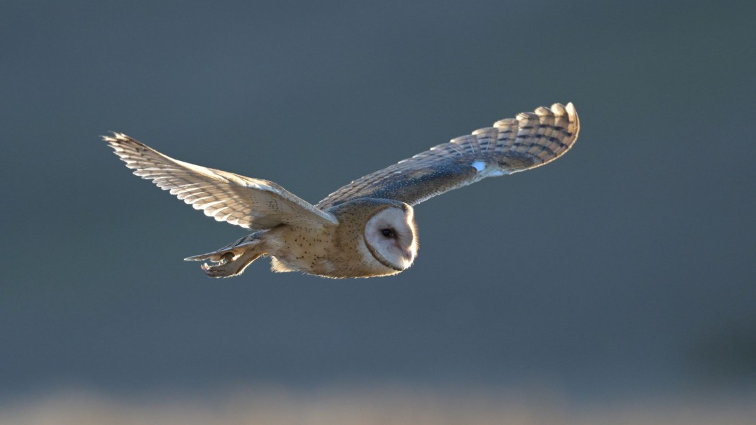 Crew Saves Worn-Out Barn Owl 70 Miles Off English Coast