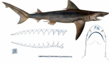 This Shark Is So Rare, There's Not a Photo of One Living