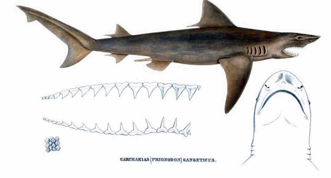This Shark Is So Rare, There's Not a Photo of One Living