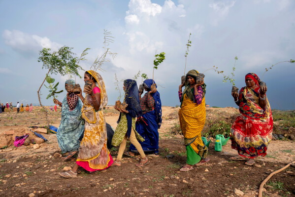 Indian laborers carry saplings for planting as part of government's tree planting campaign at Gadha Katra Village Shankargarh, on the outskirts of Prayagraj, in northern Uttar Pradesh state, India, Monday, July 27, 2026. (AP Photo/Rajesh Kumar Singh)