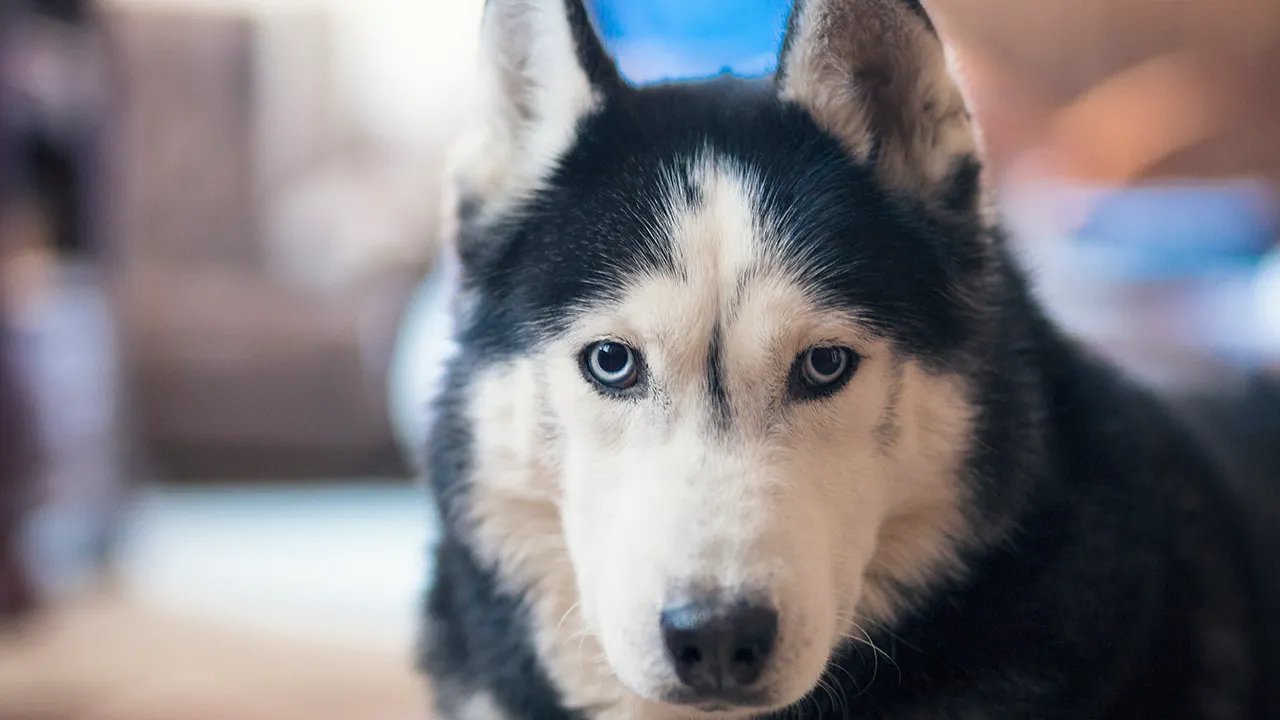 State-by-state map reveals the animals most likely to kill Americans