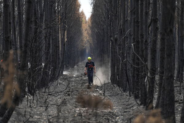 A firefighter walks through a charred forest near Blagon, during wildfires, southwestern France, Friday, July 31, 2026. (AP Photo/Baz Ratner)