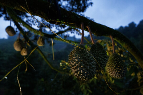Durians hang from a tree at an orchard in Karak, Pahang state, Malaysia, Tuesday, June 23, 2026. (AP Photo/Vincent Thian)
