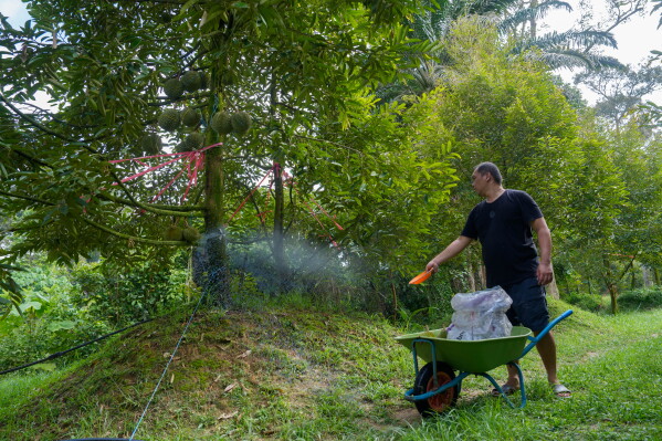 Durian farmer Stephen Chow sprays fertilizer on a tree at an orchard in Karak, Pahang state, Malaysia, Tuesday, June 23, 2026. (AP Photo/Vincent Thian)