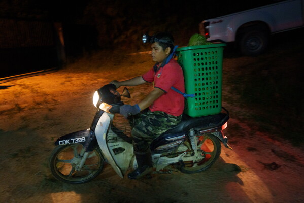 A worker transports freshly harvested durians on a motorcycle to a durian farm collection point in Karak, Pahang state, Malaysia, Tuesday, June 23, 2026. (AP Photo/Vincent Thian)