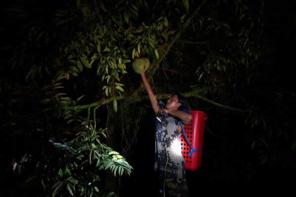 A worker sorts freshly harvested durians at a farm collection point in Karak, Pahang state, Malaysia, Tuesday, June 23, 2026. (AP Photo/Vincent Thian)