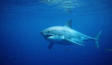 Great white shark pulls lifeguard underwater in popular East Coast beach town