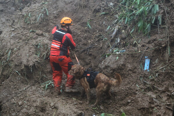 A rescuer and his K-9 dog conduct search and rescue operations for missing residents a day after several houses were buried from a landslide due to heavy monsoon rains in Guisad Surong, Baguio City, northern Philippines, Monday, Aug. 10, 2026. (AP Photo/Harley Palangchao)