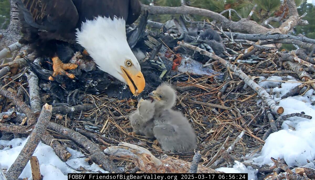 Over the years, millions watched bald eagle duo Jackie and Shadow rear chicks.