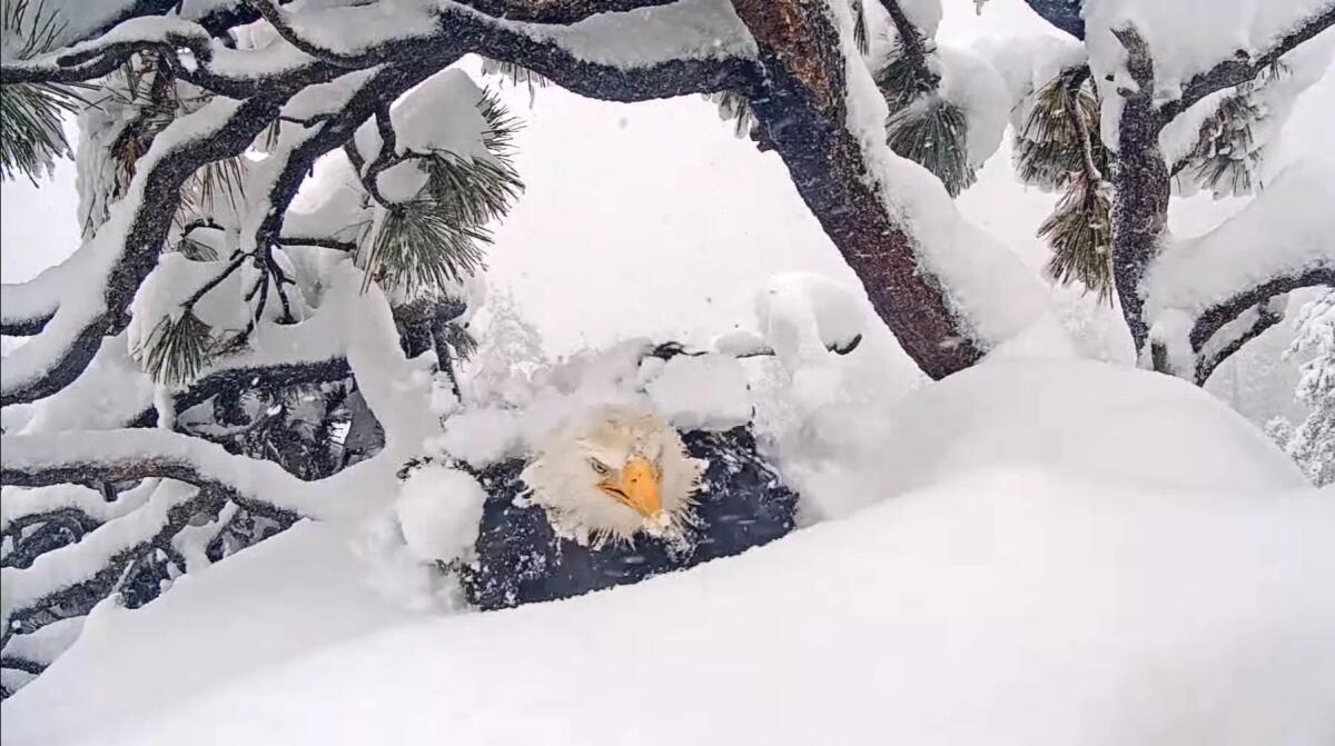 Jackie shakes off snow after being covered during a snowstorm while sitting on her eggs.
