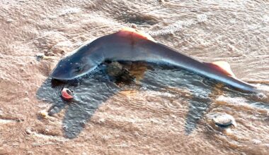 29 dead dogfish sharks are discovered in Sea Isle City on Jersey Shore