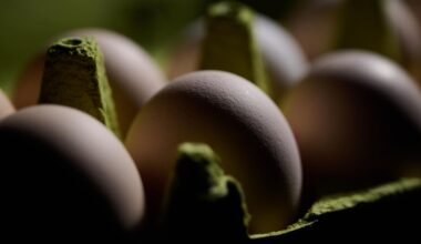 1.5 Million Egg Cartons Recalled—FDA Designates Alert As ‘High Risk’