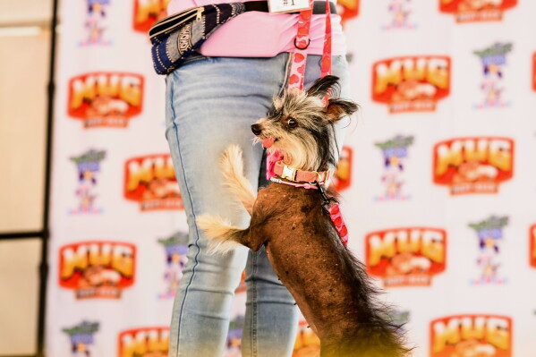 Traveling from Poland, Clara, a 12-year-old Chinese Crested, competes in the World's Ugliest Dog Contest at the Sonoma County Fair in Santa Rosa, Calif., on Friday, Aug. 14, 2026. (AP Photo/Noah Berger)