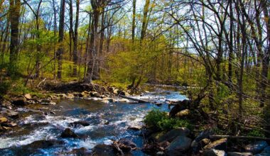 Rabid beavers attack 2 teens in the wild, forcing partial closure of Maryland park