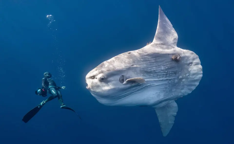 A giant oceanic sunfish in Mexico's Baja Peninsula encounters a freediver.