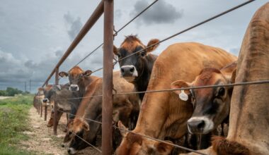 5 Unanswered Questions About Trump’s Beef Import Deal