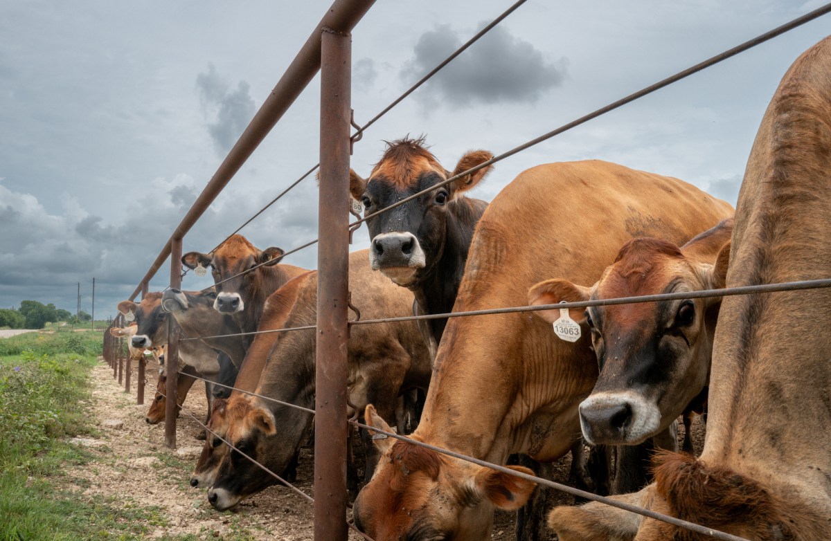 5 Unanswered Questions About Trump’s Beef Import Deal