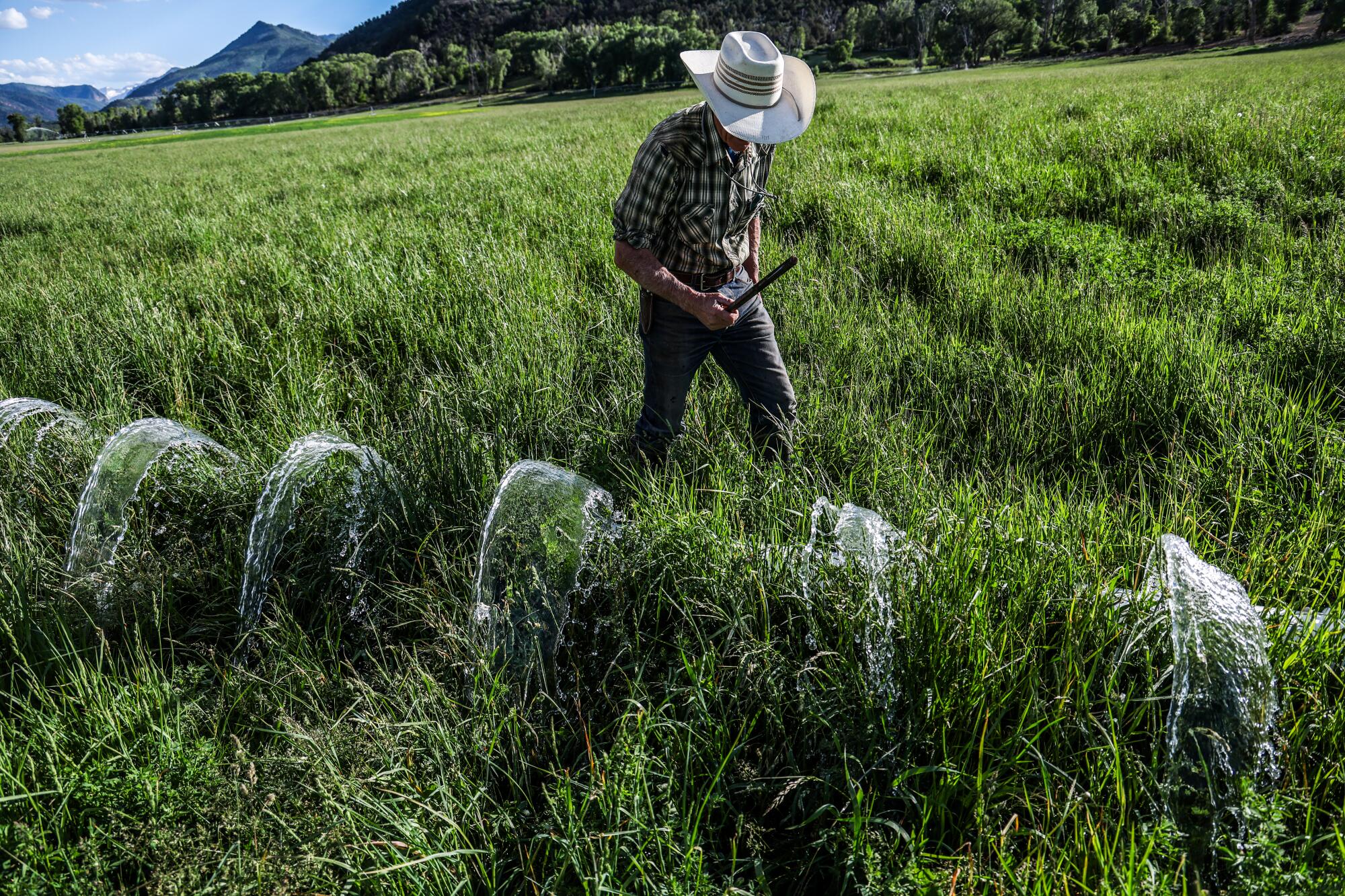 A rancher in a grassy field walks by an irrigation line spraying water.