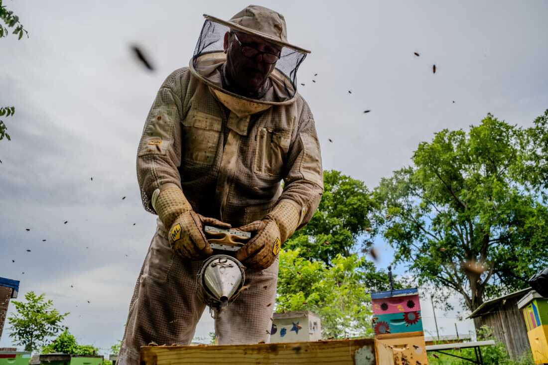Beekeeper Foster Hensel wears protective gear and uses a smoker on a beehive as bees flit around the hive.