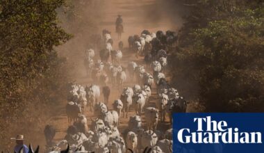 UK urged to ban imports of Brazilian meat over health concerns | Meat