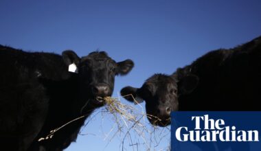 Trump pledges to allow cattle ranchers to process own food amid beef imports backlash | Donald Trump