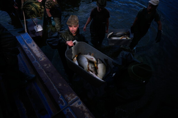 Fishermen carry fish, mostly carp during a fish haul of the Kanov pond near the town of Trebon, Czech Republic, Wednesday, Aug. 26, 2026. (AP Photo/Petr David Josek)