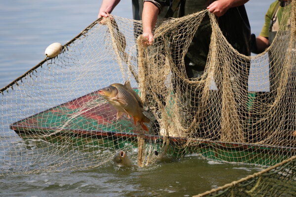 Fishermen pull in a net during a fish haul of the Kanov pond near the town of Trebon, Czech Republic, Wednesday, Aug. 26, 2026. (AP Photo/Petr David Josek)