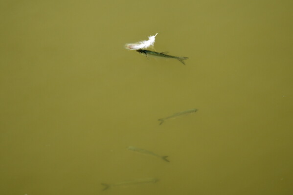 Fish swim in a pond as water levels have dropped on the Danube River in Petrovaradin, Serbia, Tuesday, Aug. 25, 2026. (AP Photo/Darko Vojinovic)